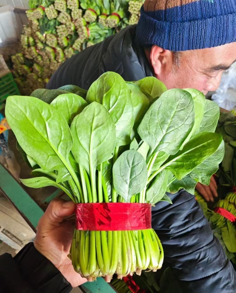 菠菜山东大叶菠菜早春菠菜一手货源代发全国