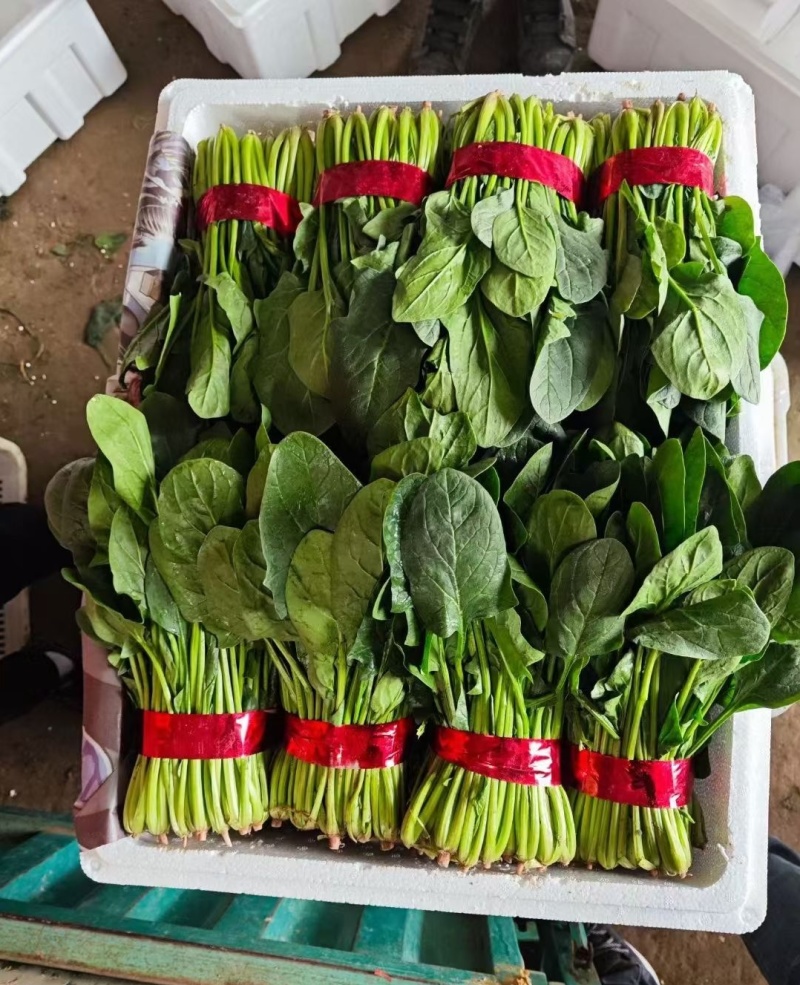 菠菜山东大叶菠菜早春菠菜一手货源代发全国