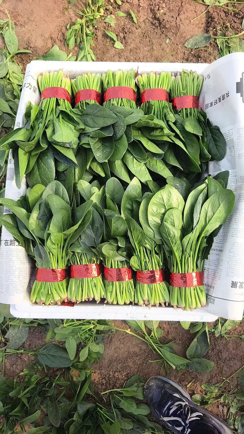 菠菜山东大叶菠菜早春菠菜一手货源代发全国