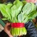 菠菜山东大叶菠菜早春菠菜一手货源代发全国