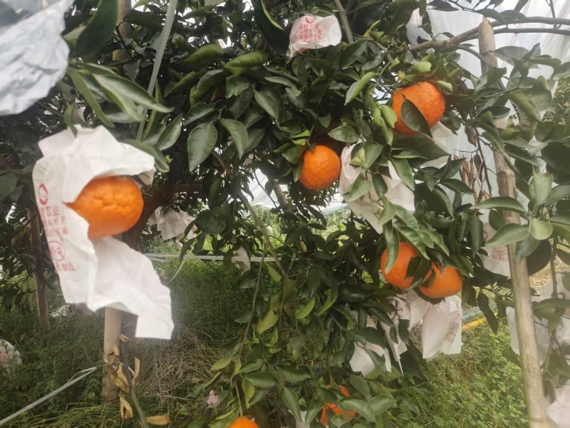明日见