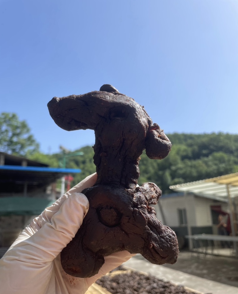 九华山九蒸九晒黄精