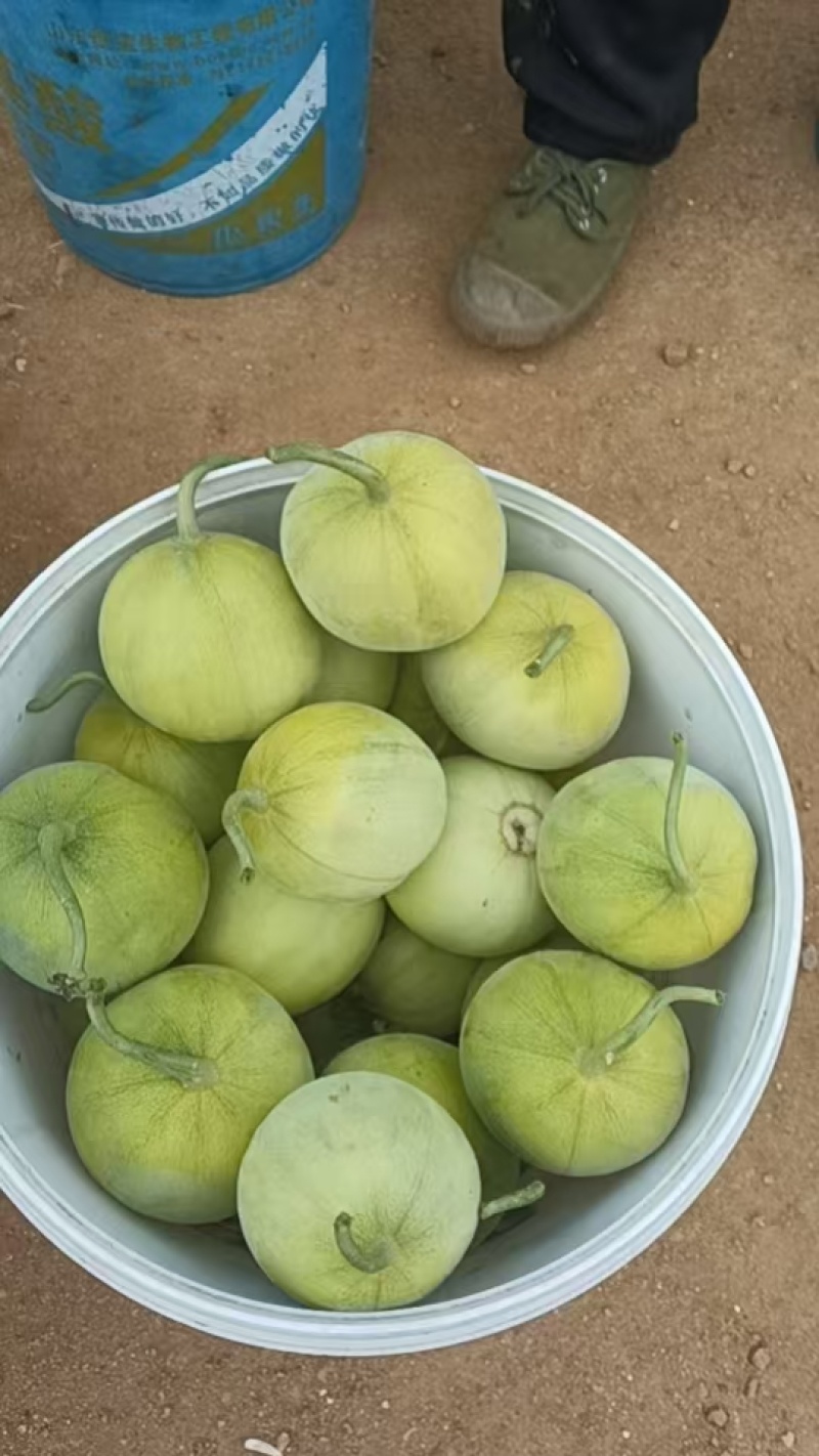 马连庄甜瓜
