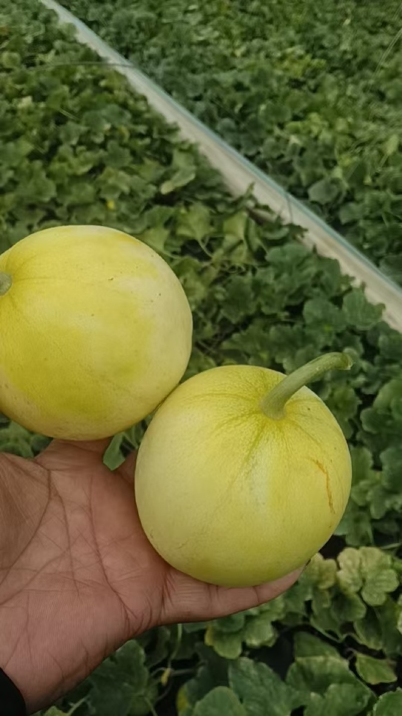 马连庄甜瓜