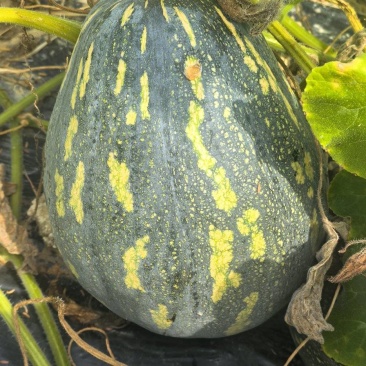 自家农地种植香芋南瓜