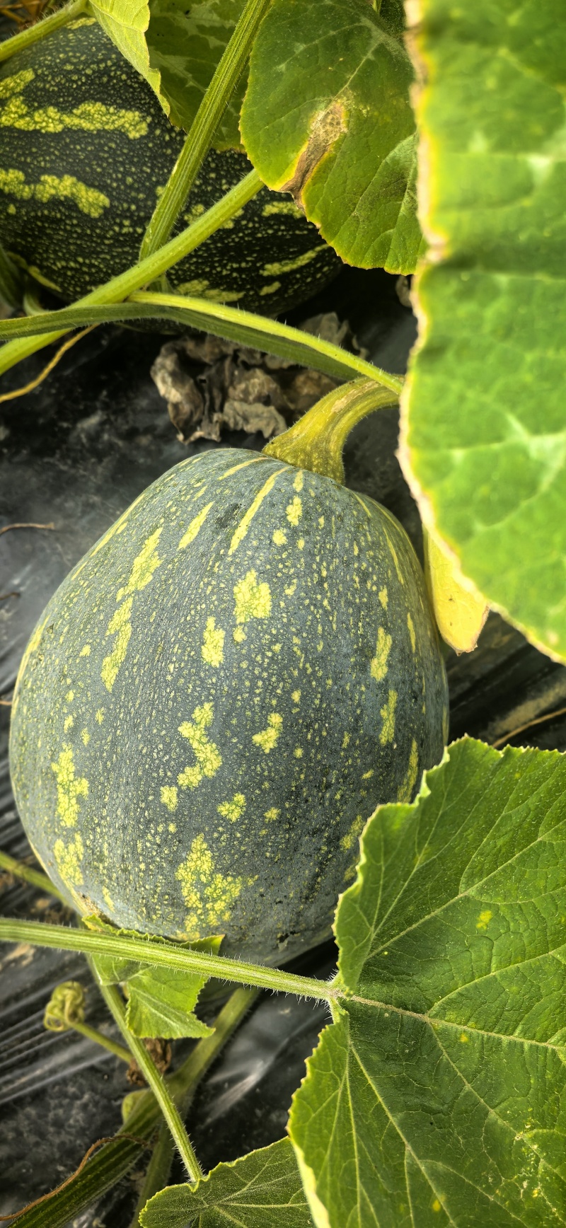 自家农地种植香芋南瓜