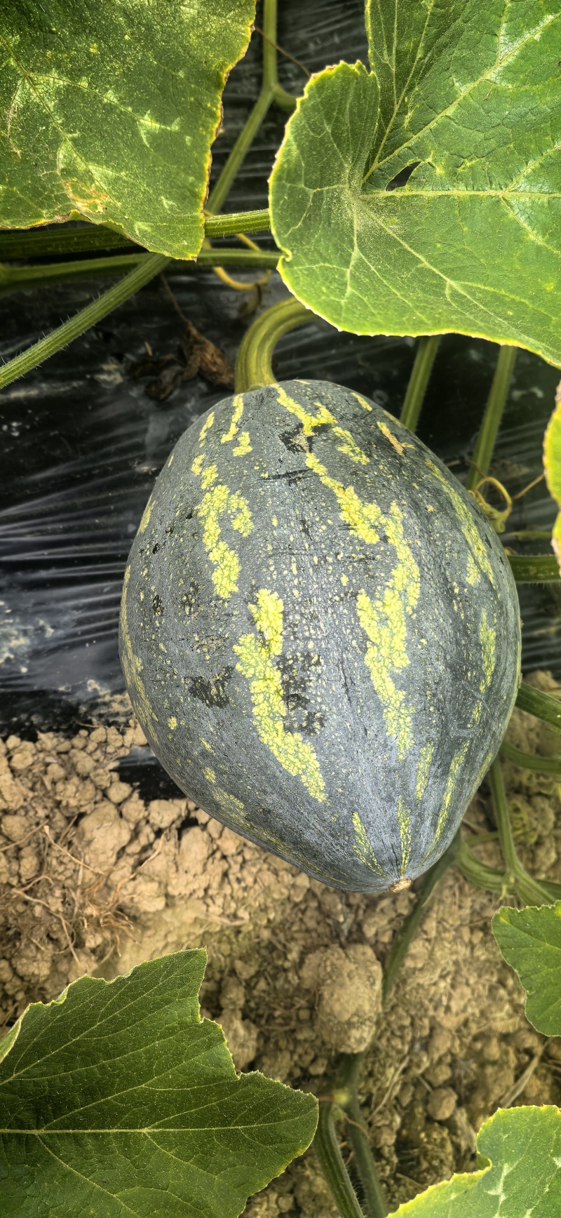 自家农地种植香芋南瓜