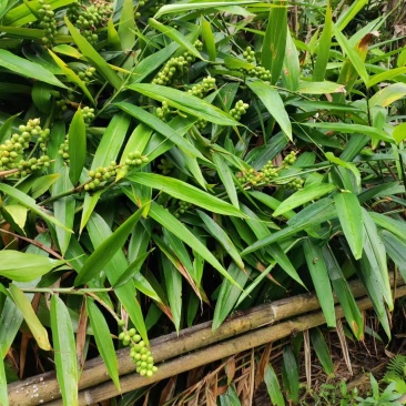 大量益智苗