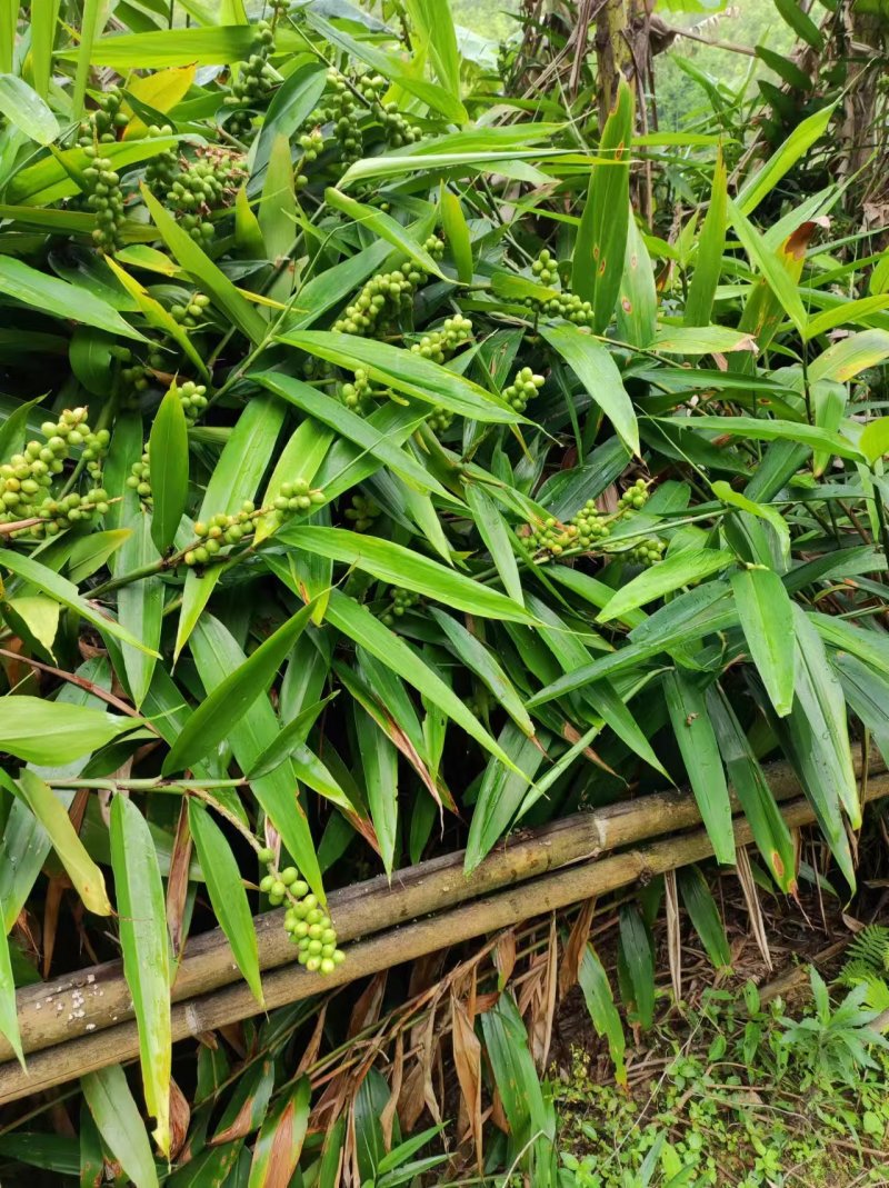 大量益智苗