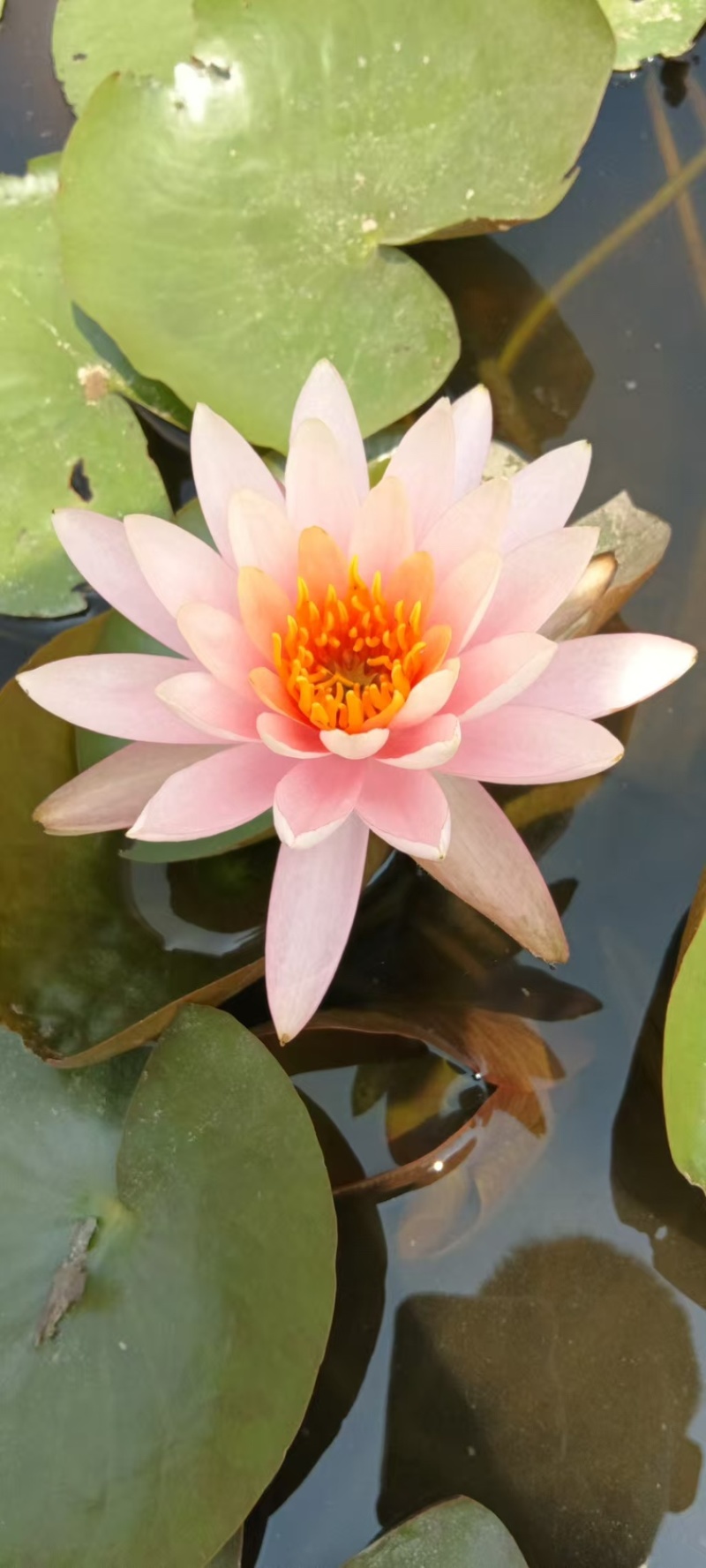 睡莲