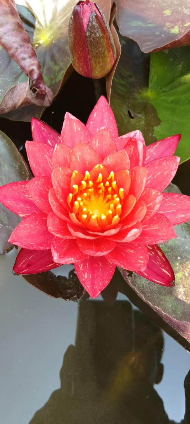 睡莲