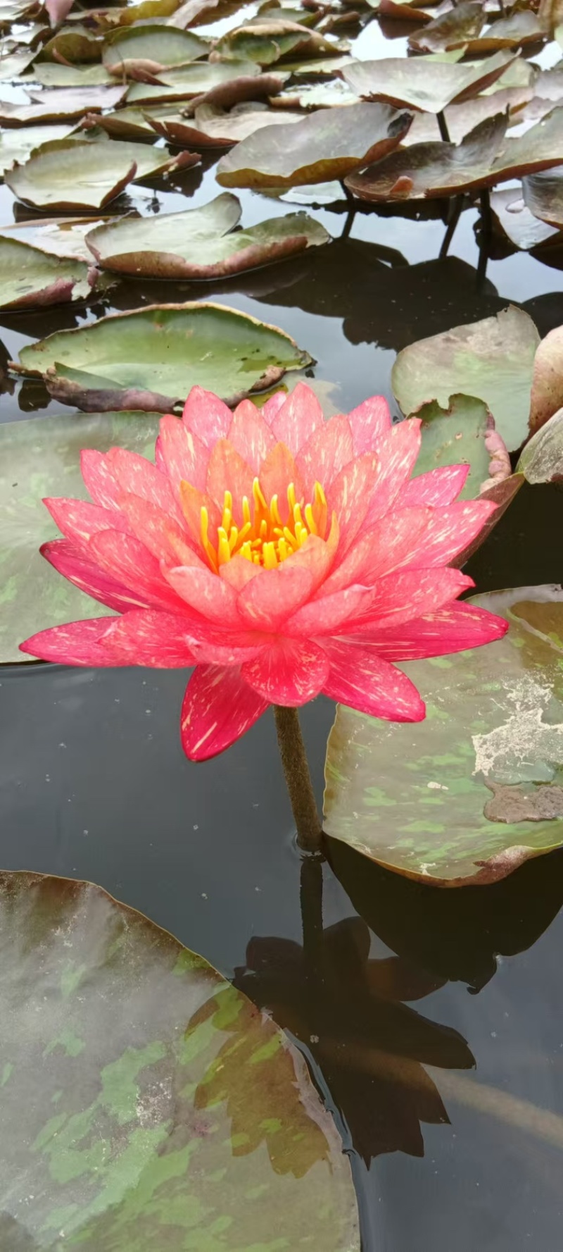 睡莲