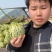 花美人甜瓜产地直销，品优价廉卖相好，个头大口感好！