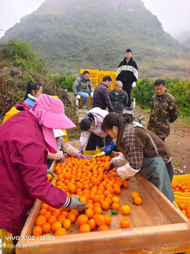 沃柑品质保证服务周到产地直发价格美丽欢迎咨询沟通