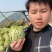 花美人甜瓜产地直销，品优价廉卖相好，个头大口感好！