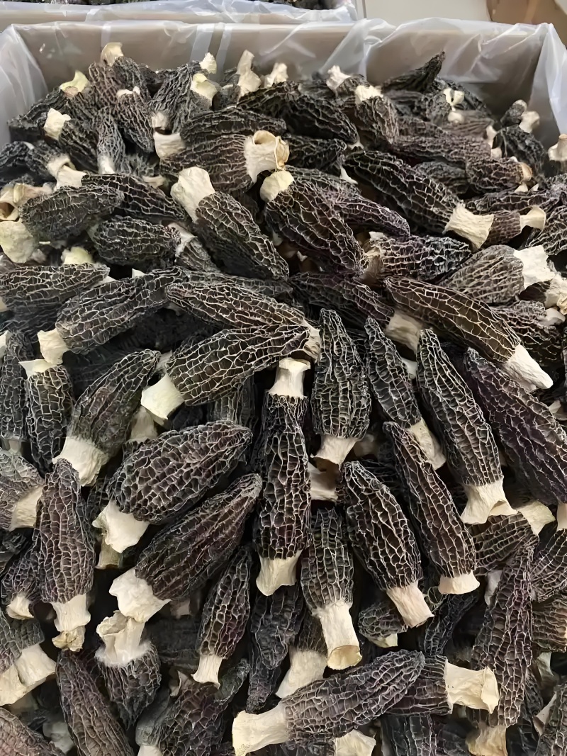 新鲜头茬羊肚菌