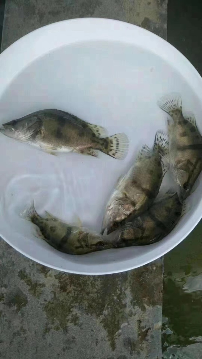 杂交鳜鱼苗