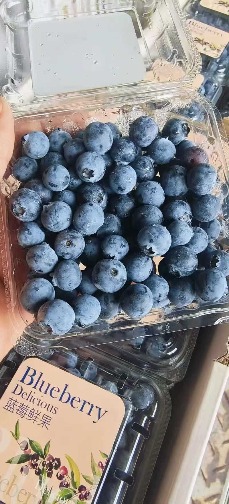 云南花香蓝莓花香肆意量大支持各大平台一件代发