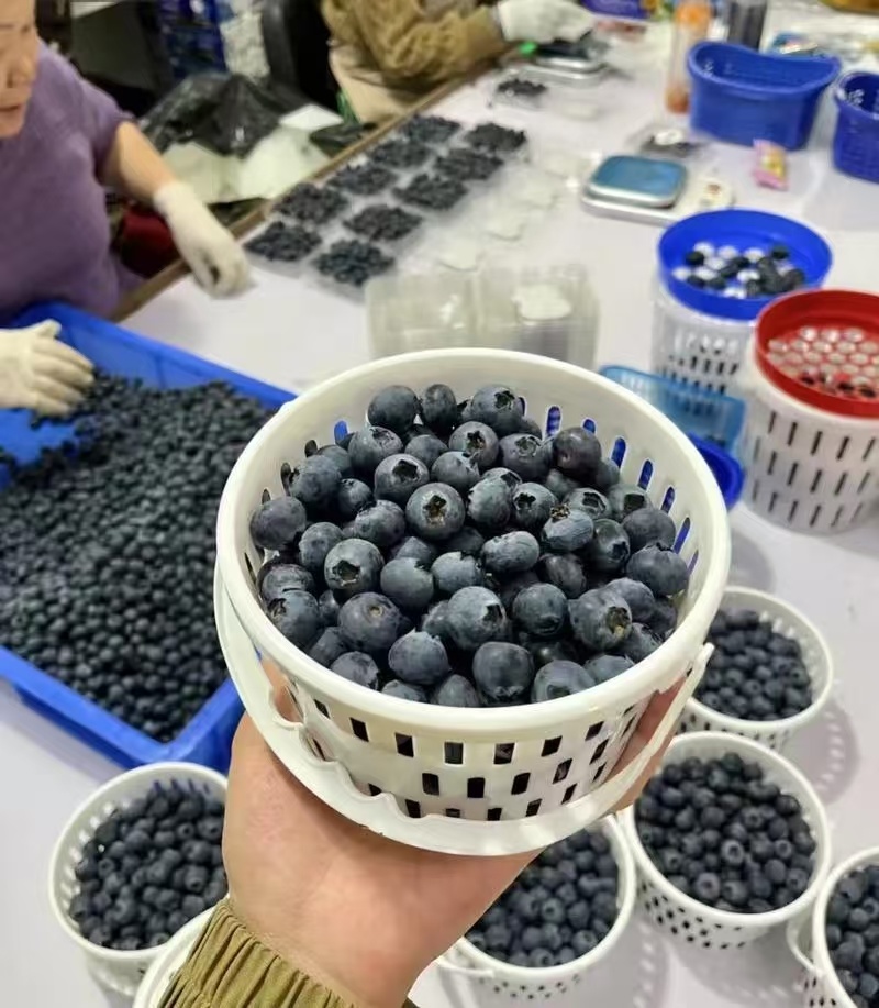 云南花香蓝莓花香肆意量大支持各大平台一件代发
