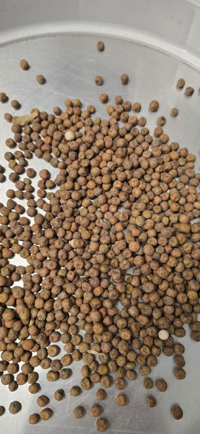 枫豆麻豌豆饲料酿酒酒曲芽苗菜