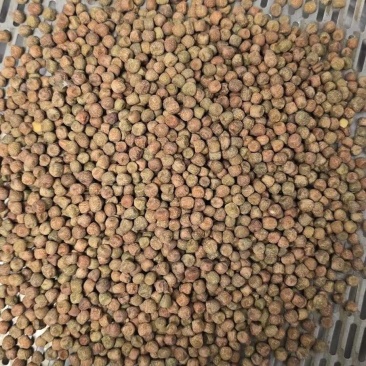 枫豆麻豌豆饲料酿酒酒曲芽苗菜