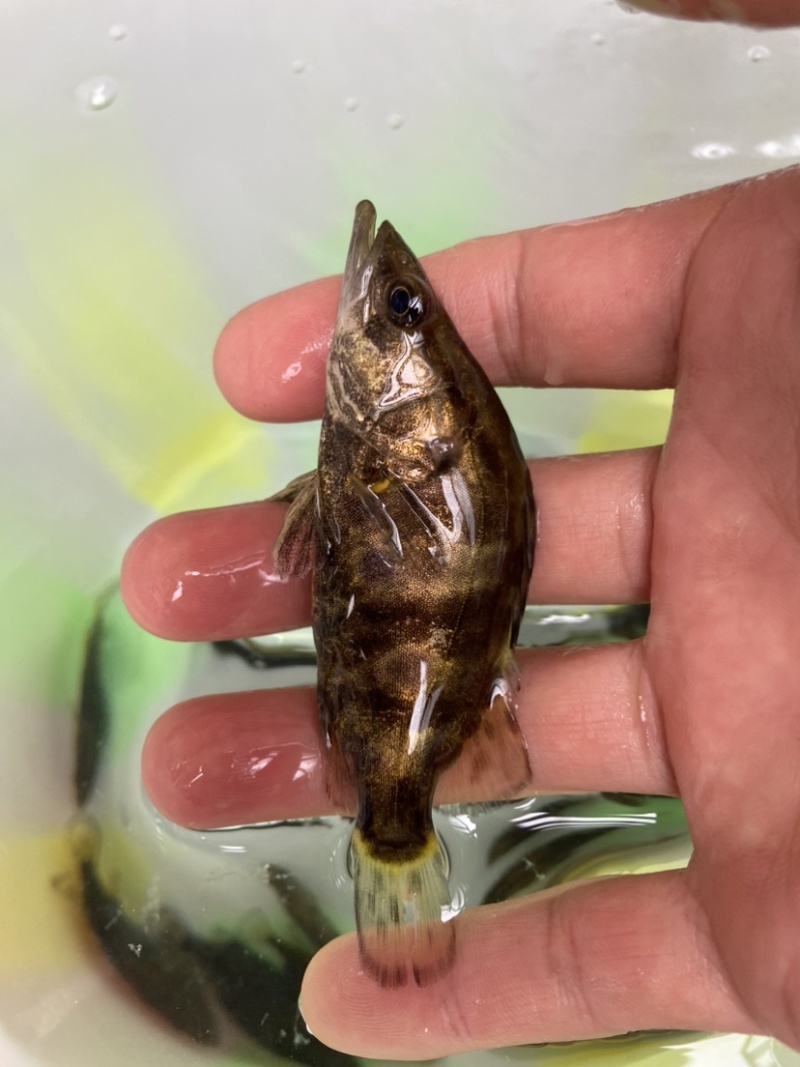 鳜鱼苗桂花鱼苗基地直供