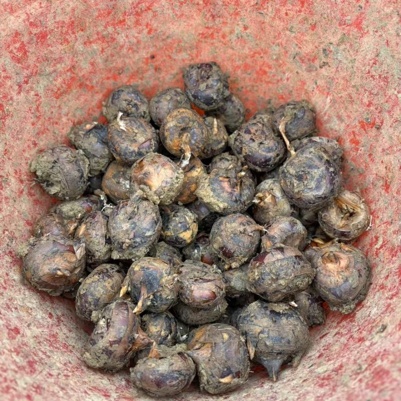 精品云南马蹄，大量现货保质保量，脆甜可口，个头均匀