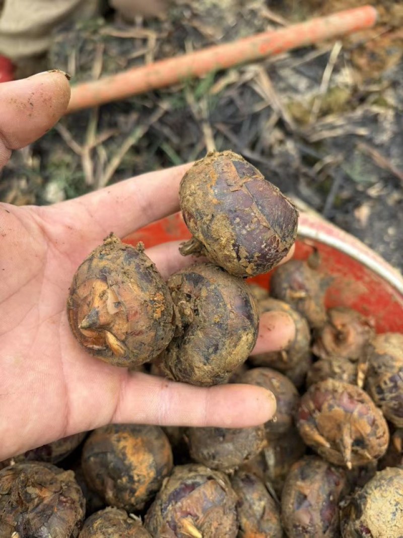 精品云南马蹄，大量现货保质保量，脆甜可口，个头均匀