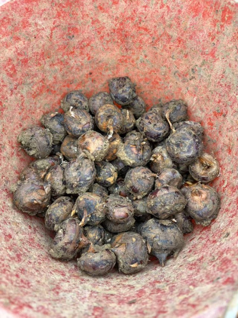 精品云南马蹄，大量现货保质保量，脆甜可口，个头均匀