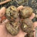 精品云南马蹄，大量现货保质保量，脆甜可口，个头均匀