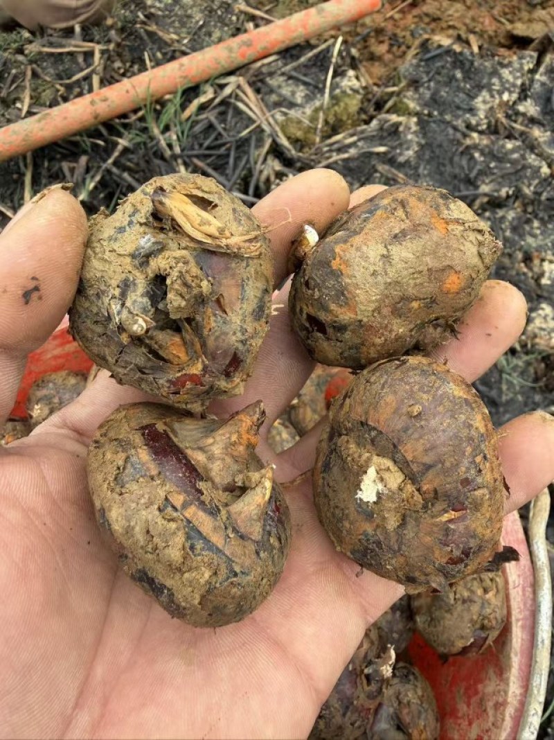 精品云南马蹄，大量现货保质保量，脆甜可口，个头均匀