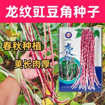龙纹花豹豇豆角种子早中熟春夏秋农家田园蔬菜种子