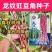龙纹花豹豇豆角种子早中熟春夏秋农家田园蔬菜种子