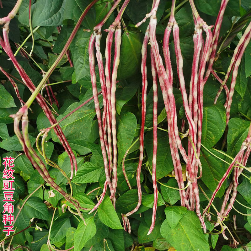 龙纹花豹豇豆角种子早中熟春夏秋农家田园蔬菜种子