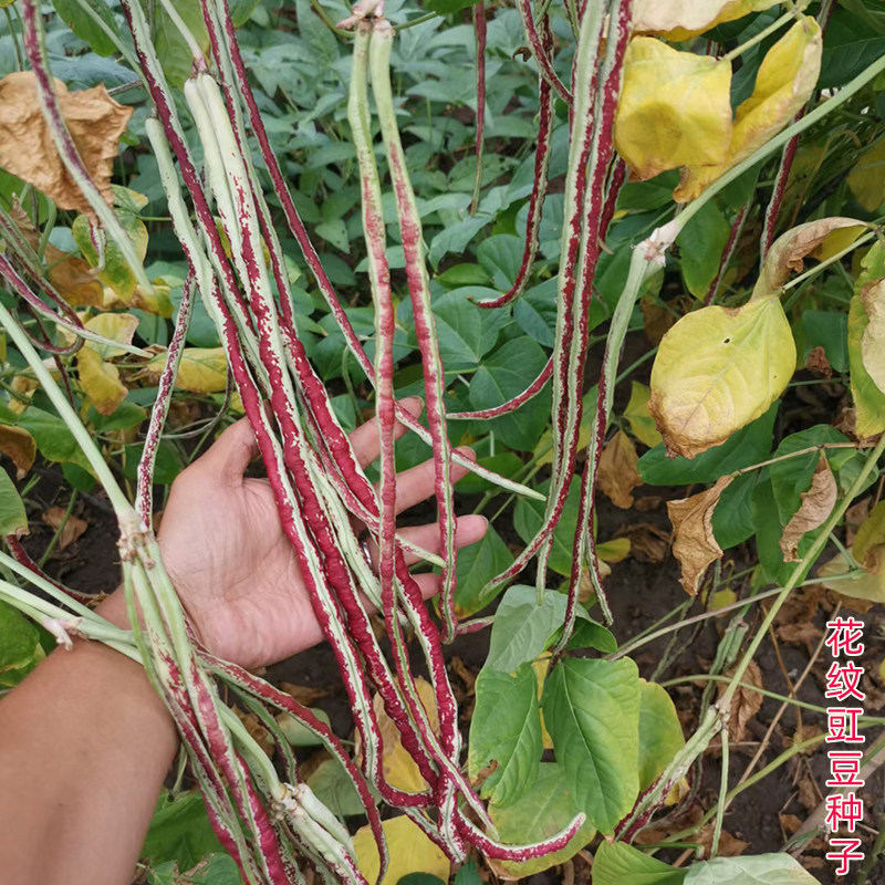 龙纹花豹豇豆角种子早中熟春夏秋农家田园蔬菜种子