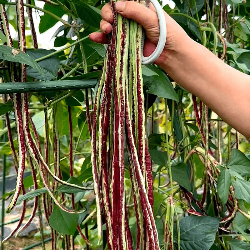 龙纹花豹豇豆角种子早中熟春夏秋农家田园蔬菜种子