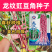 龙纹花豹豇豆角种子早中熟春夏秋农家田园蔬菜种子