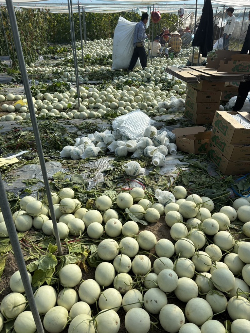 海南白玉菇蜜瓜