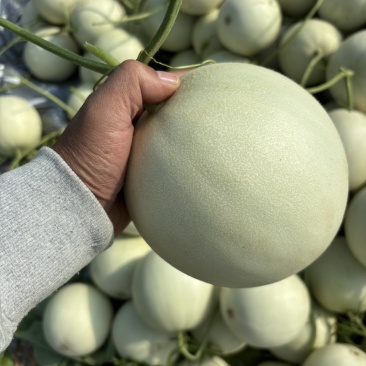 海南白玉菇蜜瓜