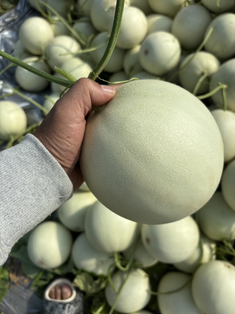 海南白玉菇蜜瓜