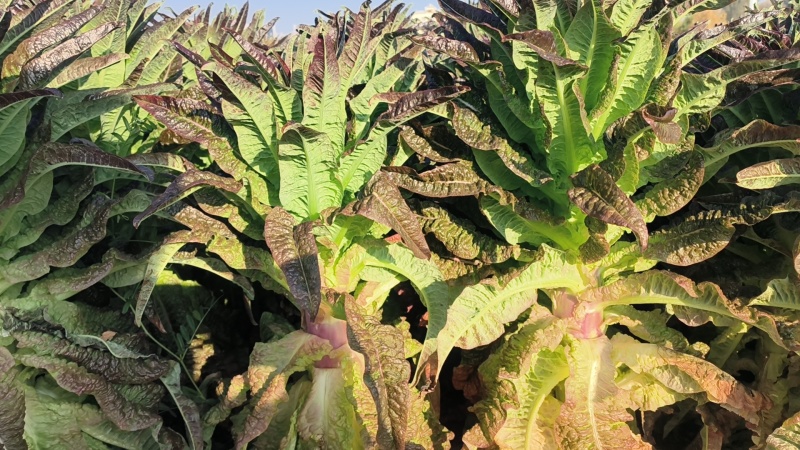 云南紫叶香莴笋大量上市，欢迎各大老板对接。
