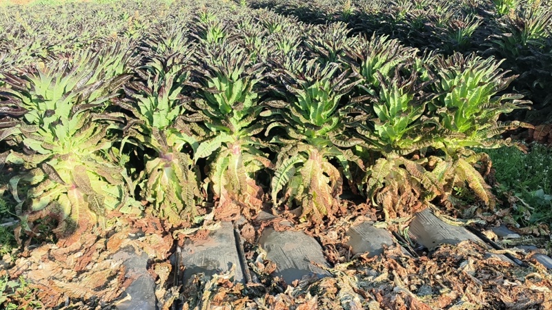 云南紫叶香莴笋大量上市，欢迎各大老板对接。