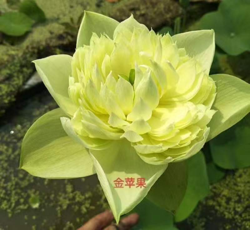 荷花，重瓣荷花，产地直发，对接全国，保证质量