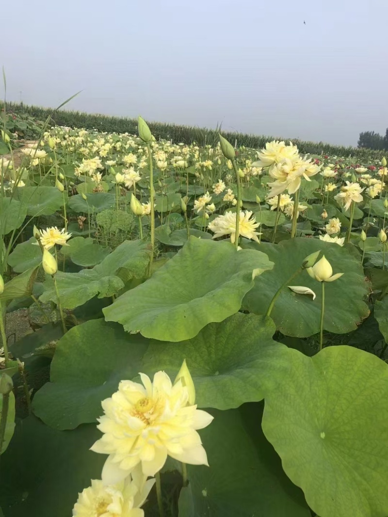 荷花，重瓣荷花，产地直发，对接全国，保证质量