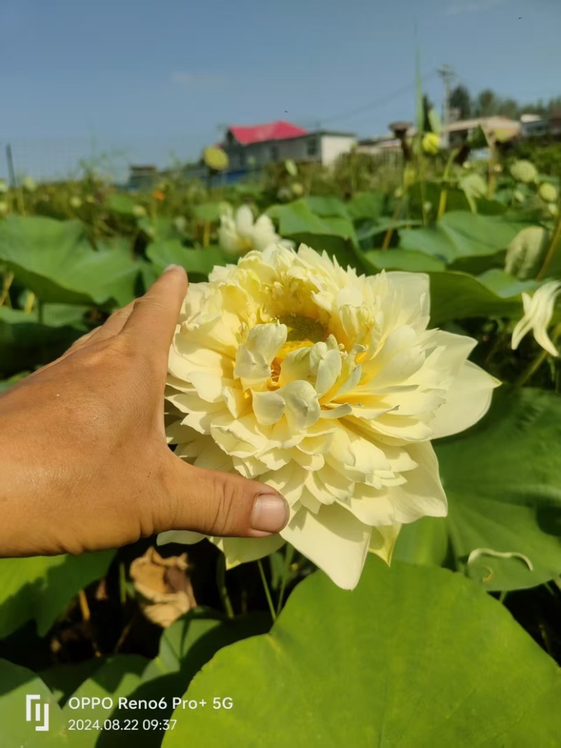 荷花，重瓣荷花，产地直发，对接全国，保证质量