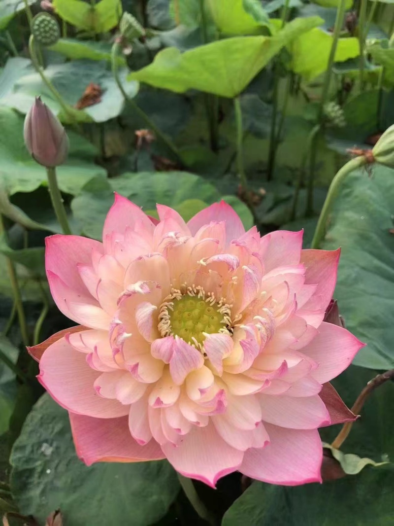 荷花，重瓣荷花，产地直发，对接全国，保证质量
