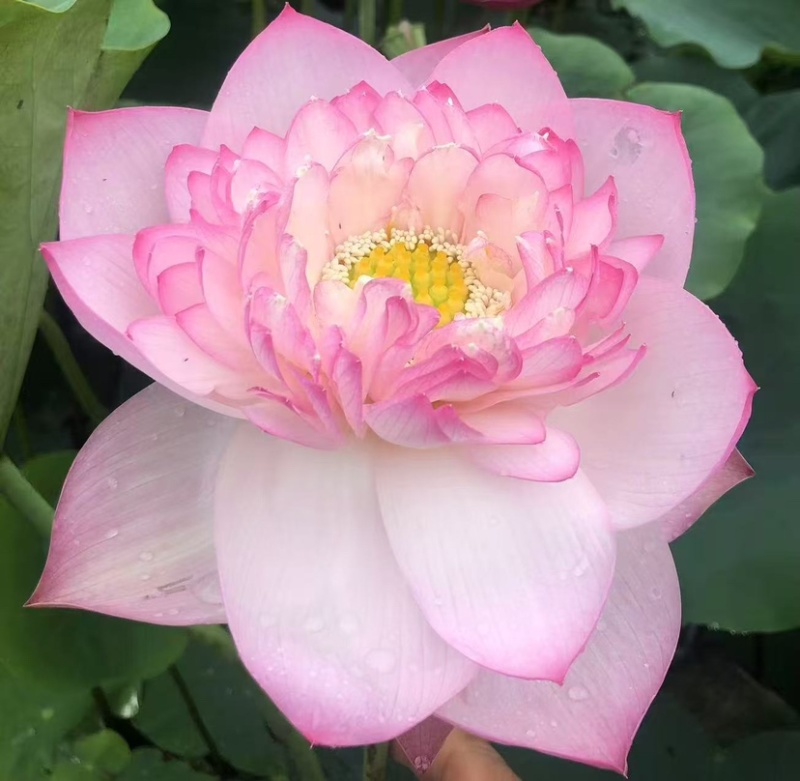 荷花，重瓣荷花，产地直发，对接全国，保证质量
