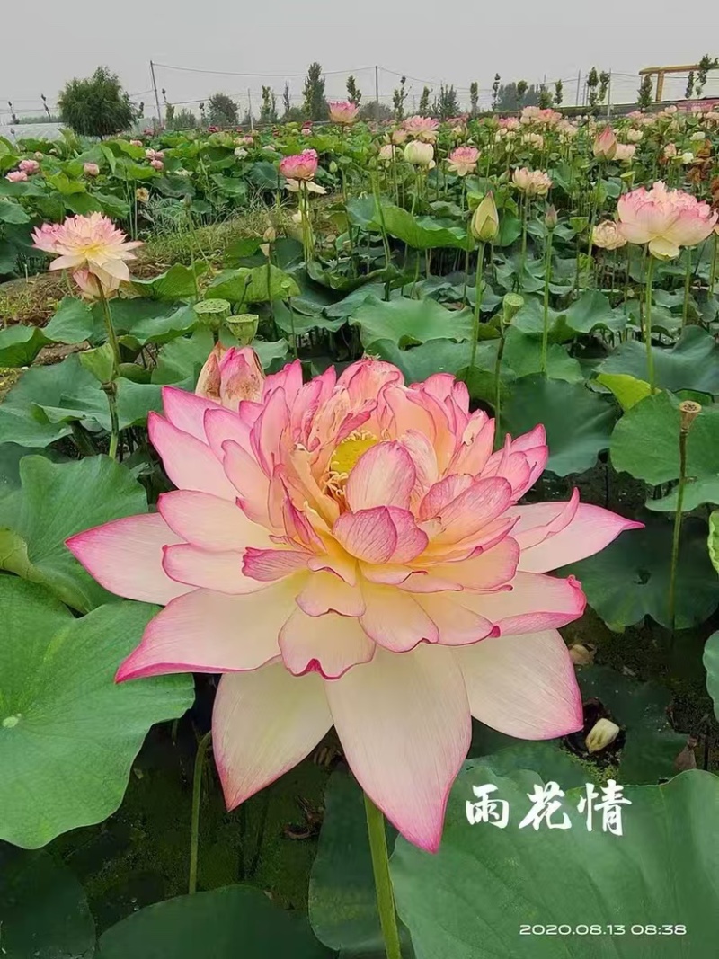 荷花，重瓣荷花，产地直发，对接全国，保证质量