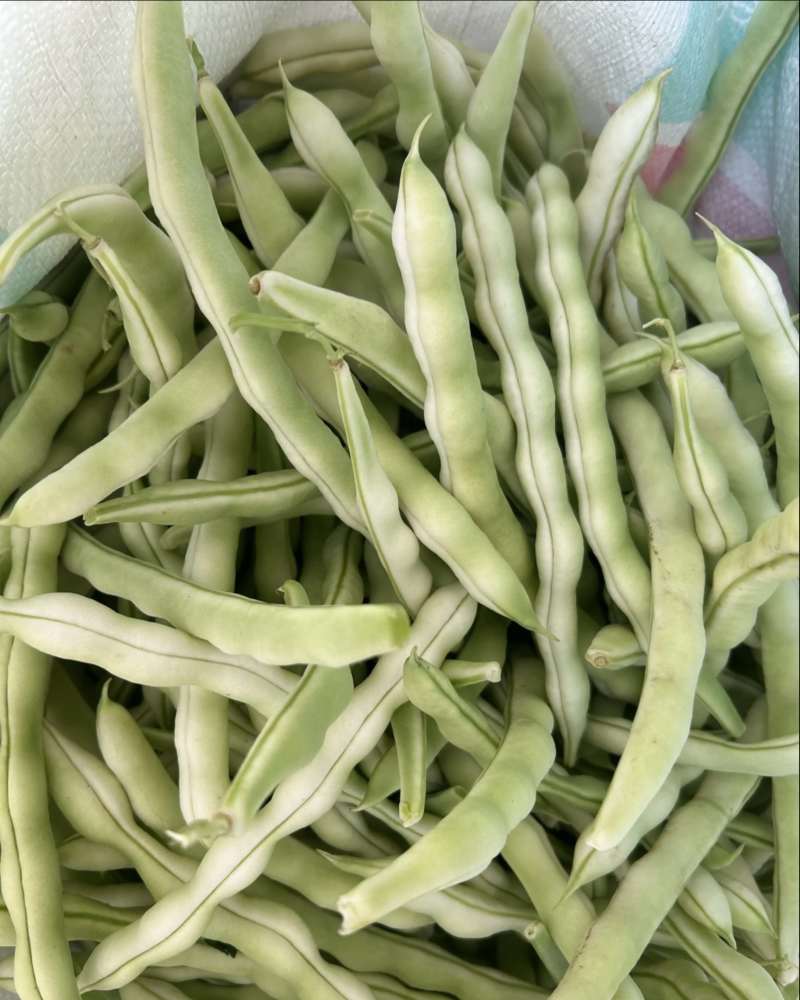 芸豆