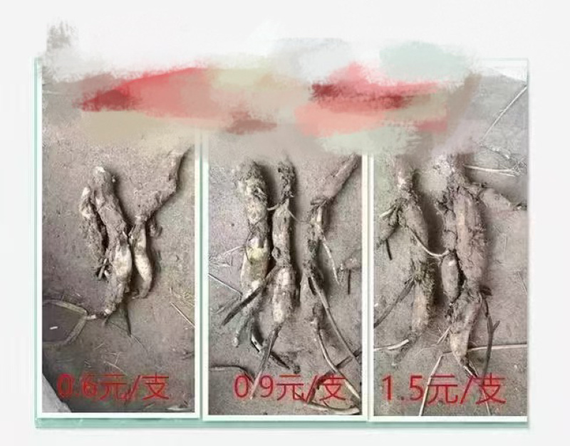 荷花苗，可批发，可零售，量大可议价，保质保量，会员全国联系